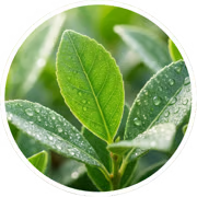 Yerba Mate